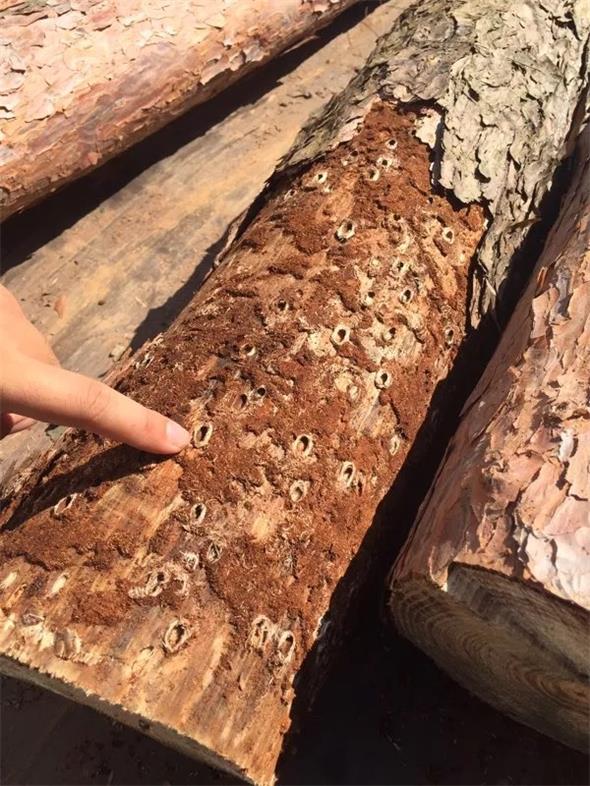 14 松褐天牛？？？拥.jpg